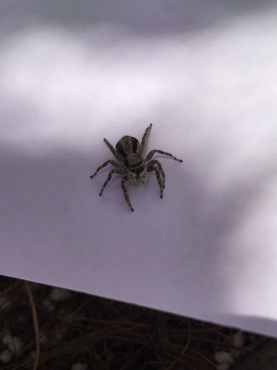 Желтый паук с красными полосками