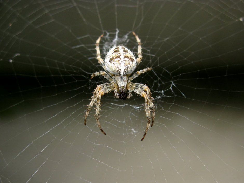 Паук крестовик Каракурт