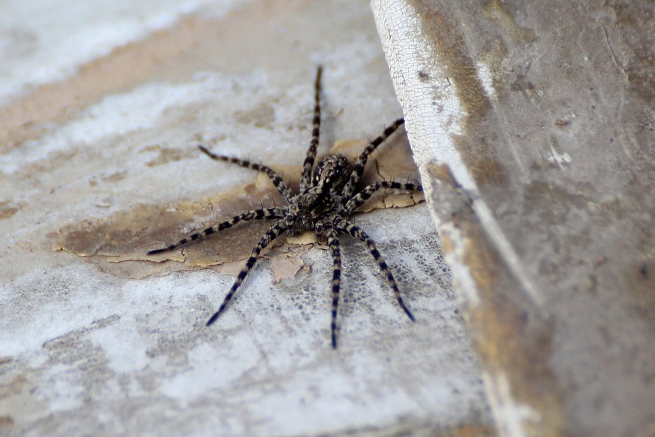 Паук с полосатыми лапками