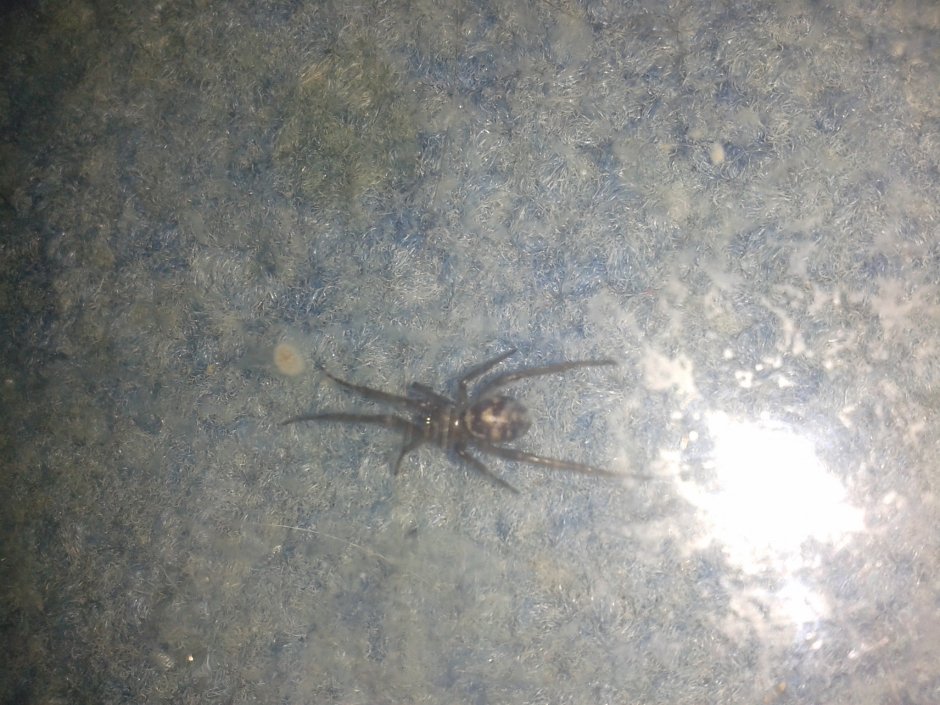 Паук светло коричневого цвета