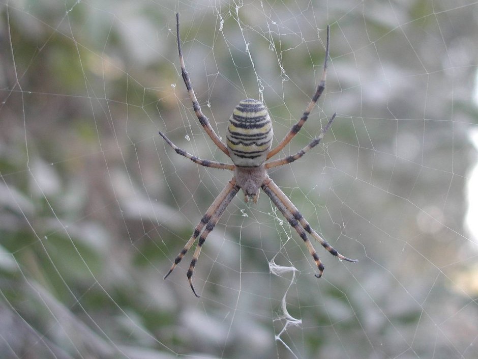 Полосатый паук черно белый