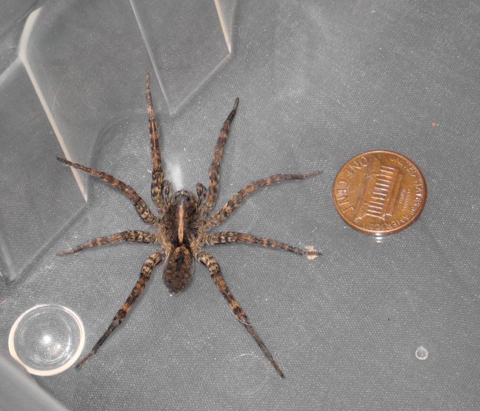 Паук с полосками на спине