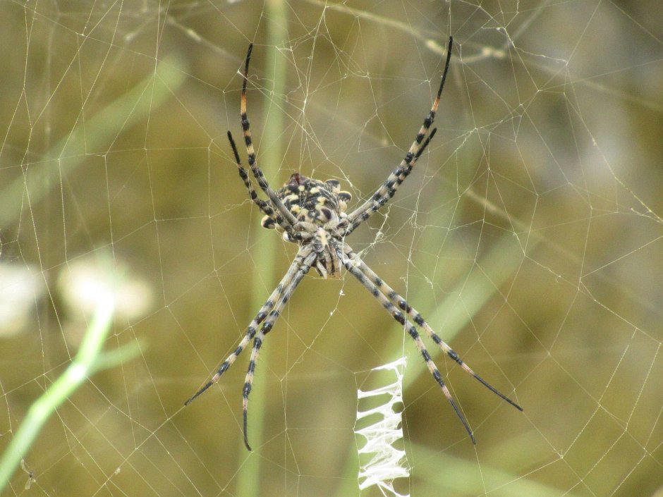 Аргиопа Лобата