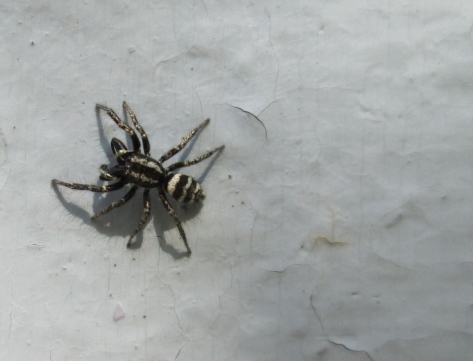 Паук скакун Зебра