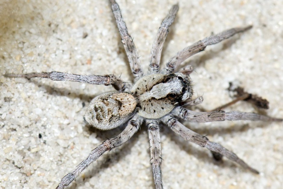 Паук скакун самка