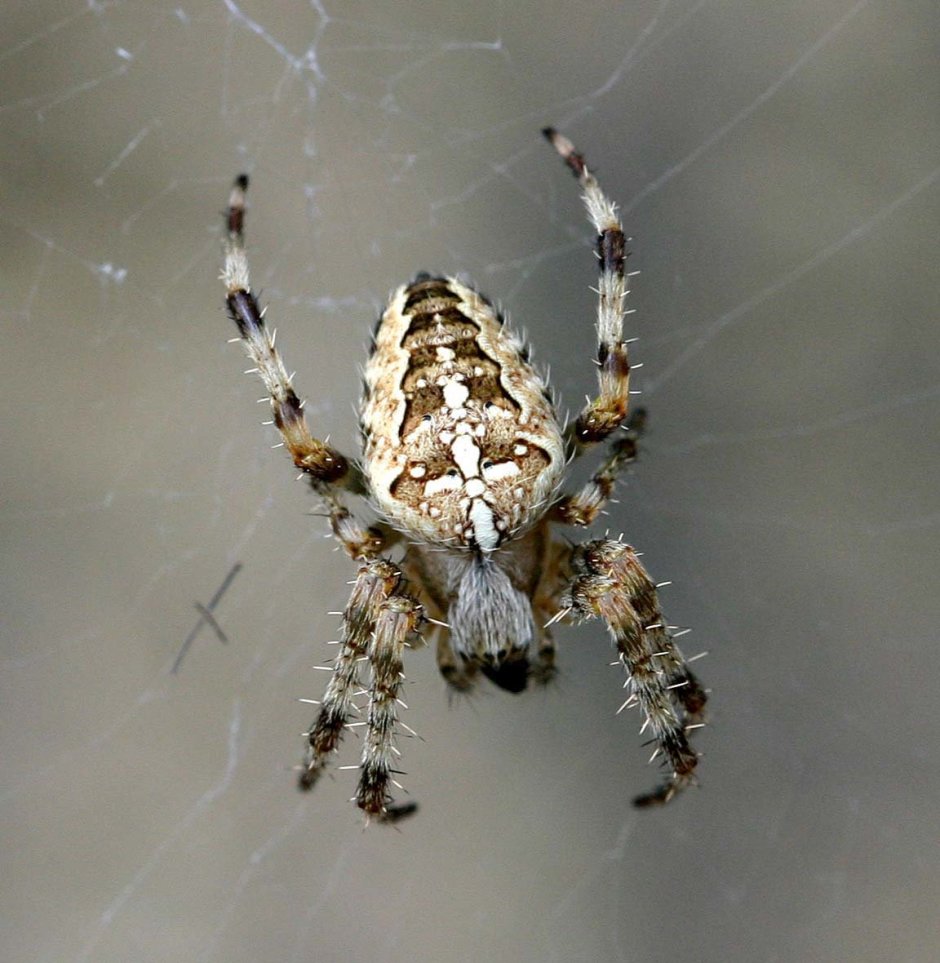 Кокон паука крестовика