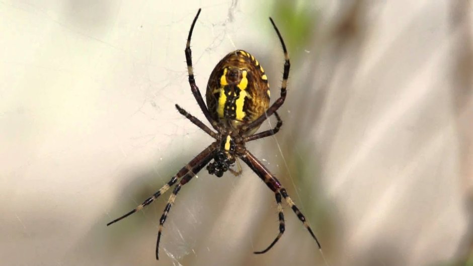 Полосатый домашний паук