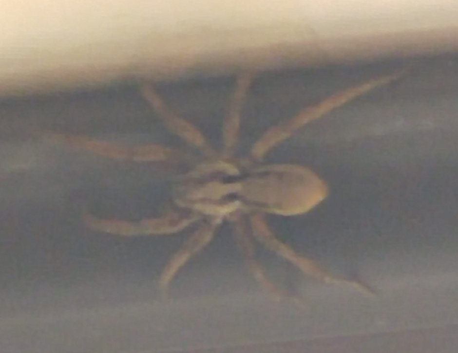 Черный паук с белой полосой на спине