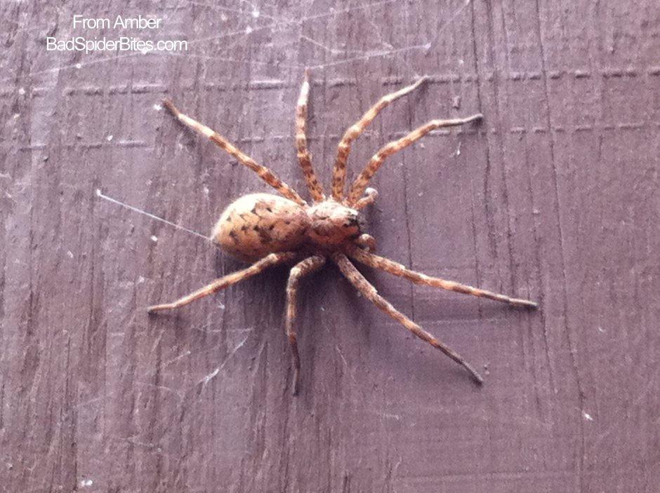 Филодромус жемчужный Philodromus margaritatus