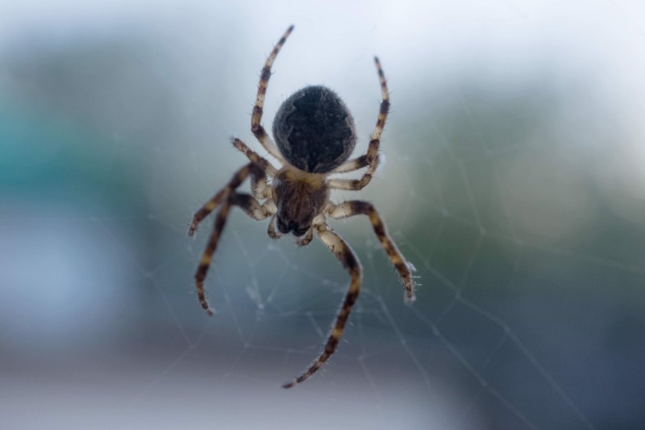 Паук Мизгирь крестовик