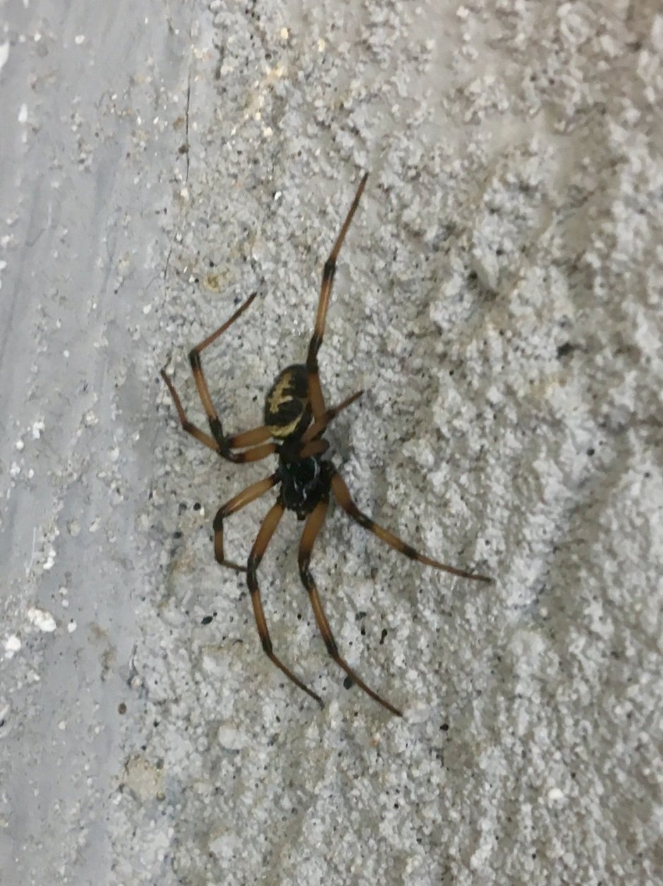 Паук чёрный с белыми пятнышками