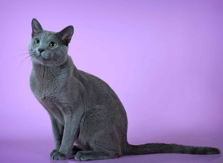 Сибирский голубая кошка короткошерстная