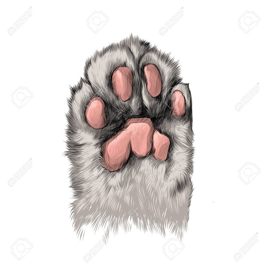 Кошачьи лапки мультяшные