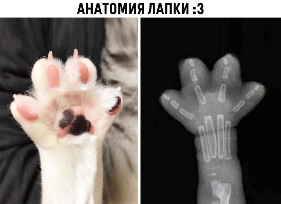 Снимок кошачьей лапы рентген