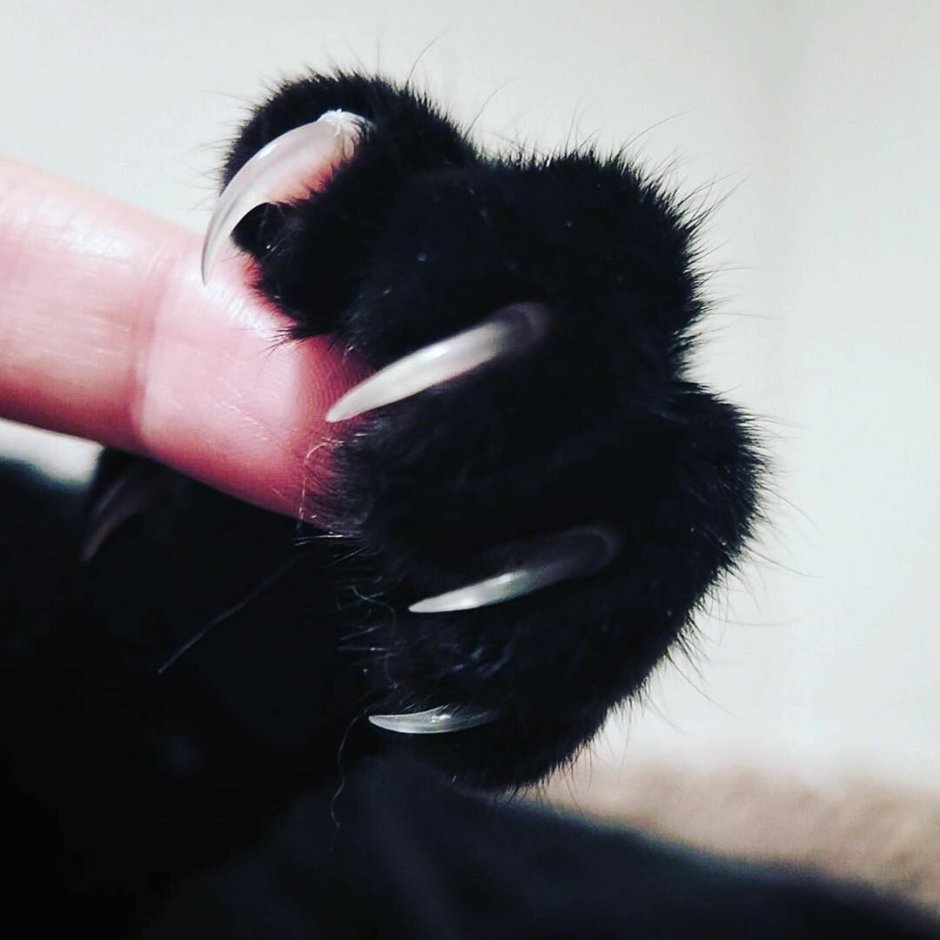 Кошачья лапка с когтями
