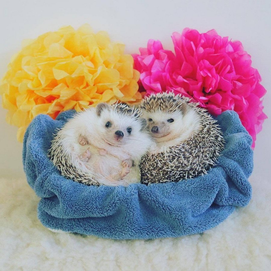 Ежик милота