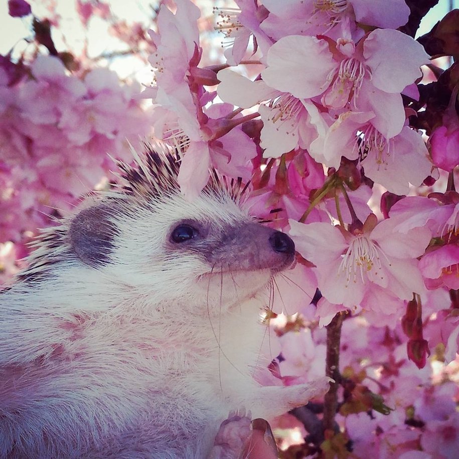 Ежик в тумане