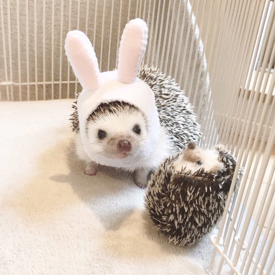 Зайчик и Ёжик