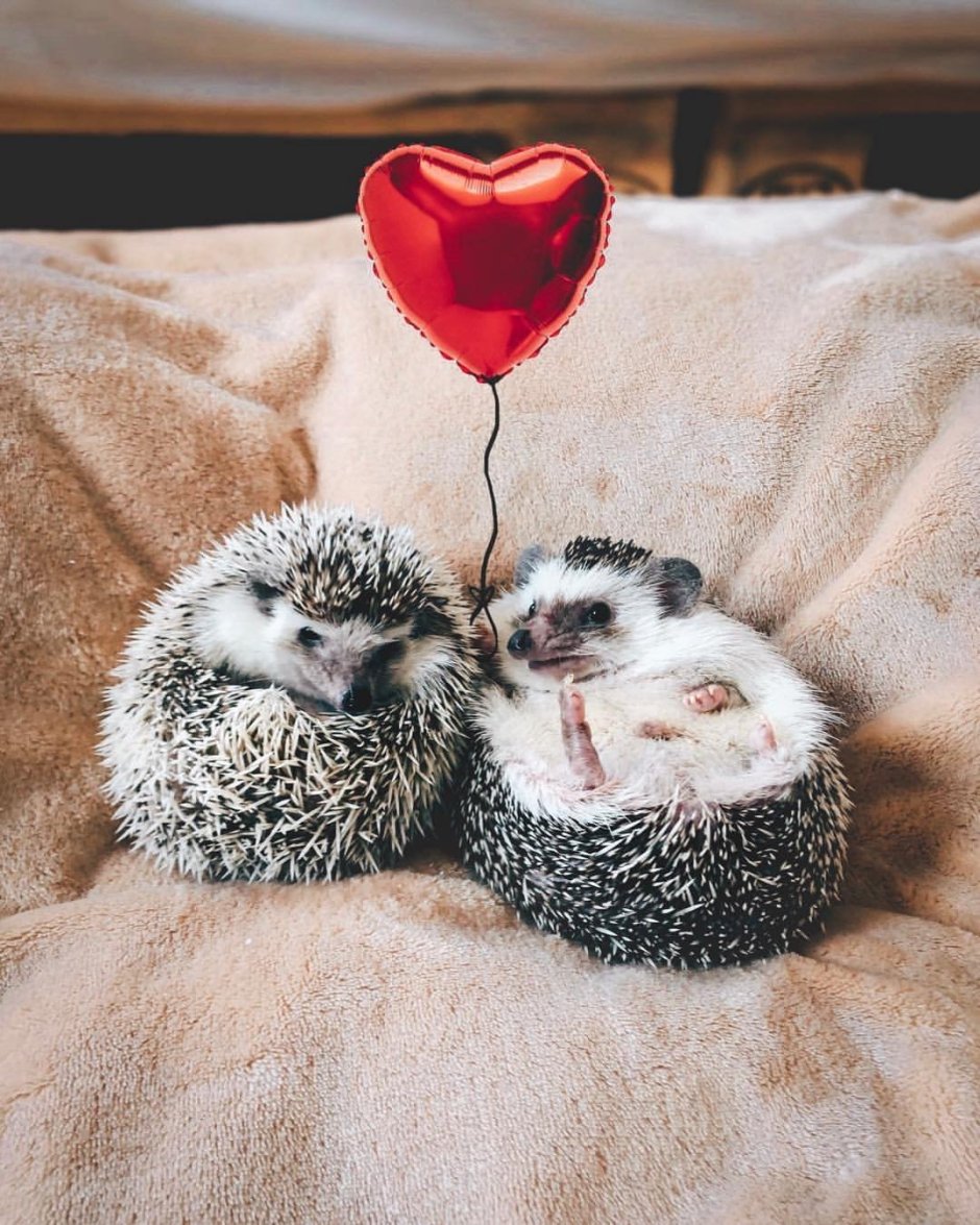 Милые животные