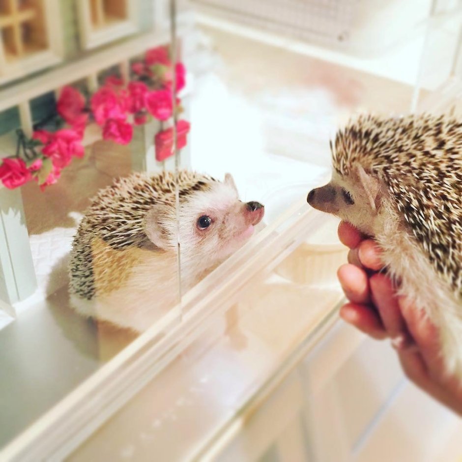 Акварельные зверушки