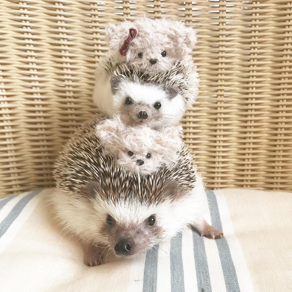 Ежик и хомяк