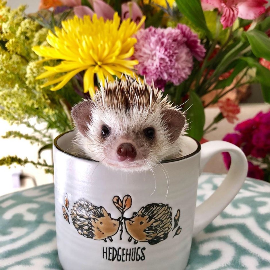 Ежик с чаем