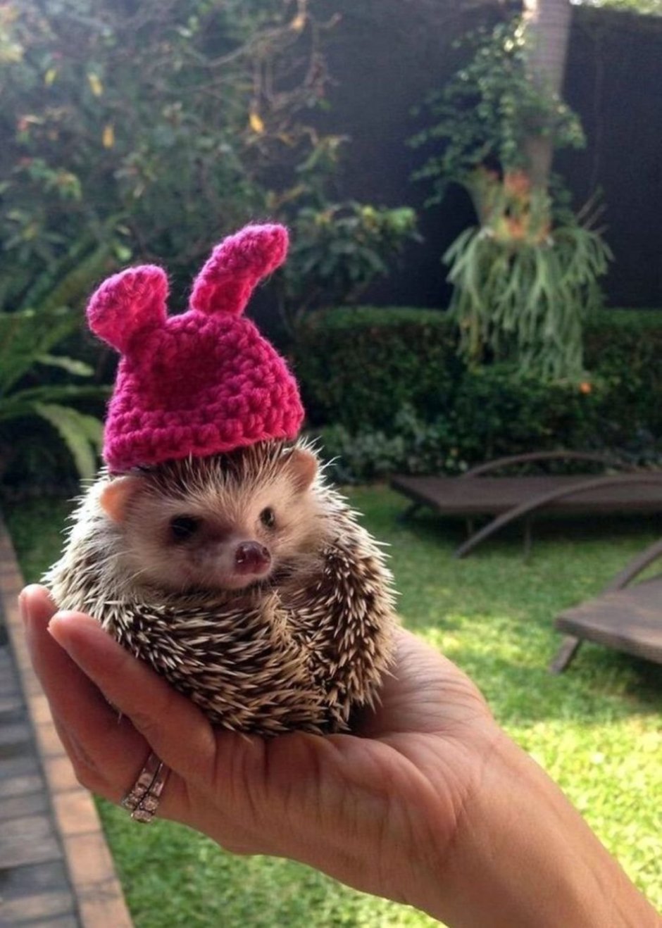 Самый милый Ежик