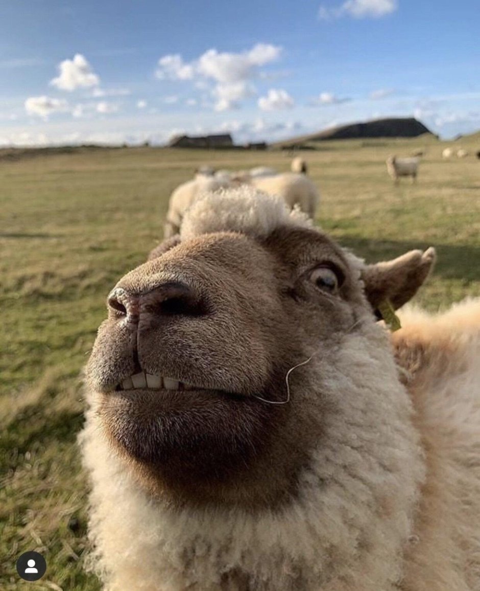 Valais Blacknose