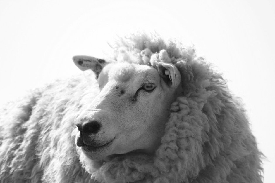 Ovine rasa Oxfordshire