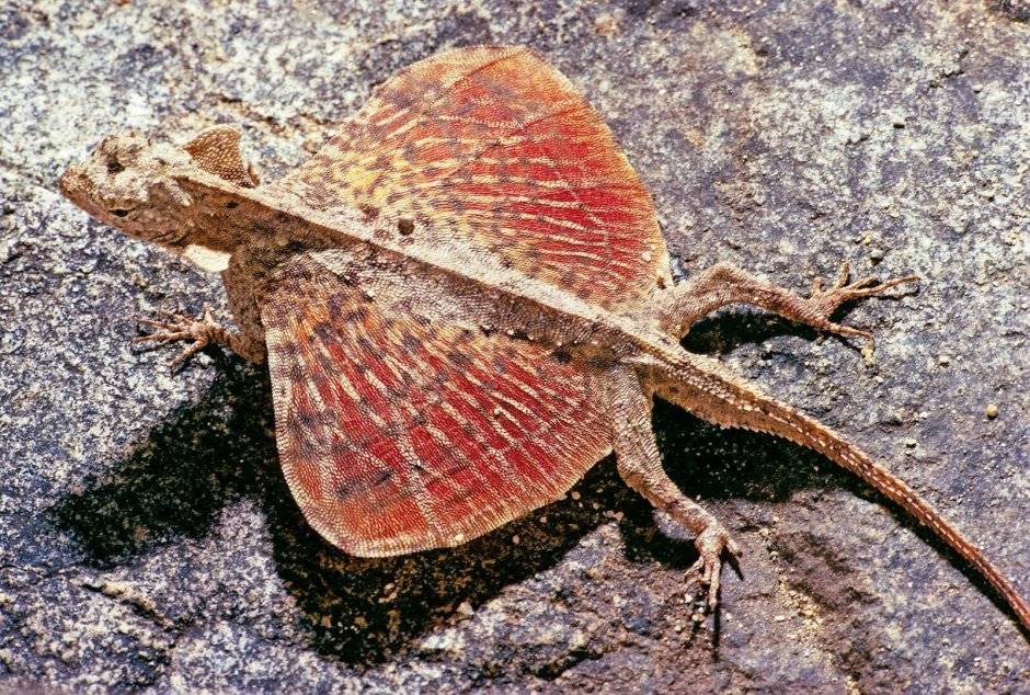 Летучий дракон (Draco volans)