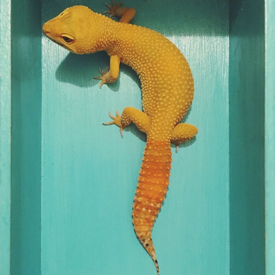 Агама Hydrosaurus