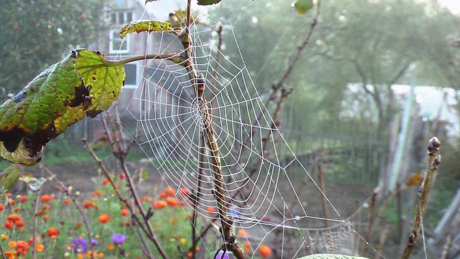 Паутина на кустах