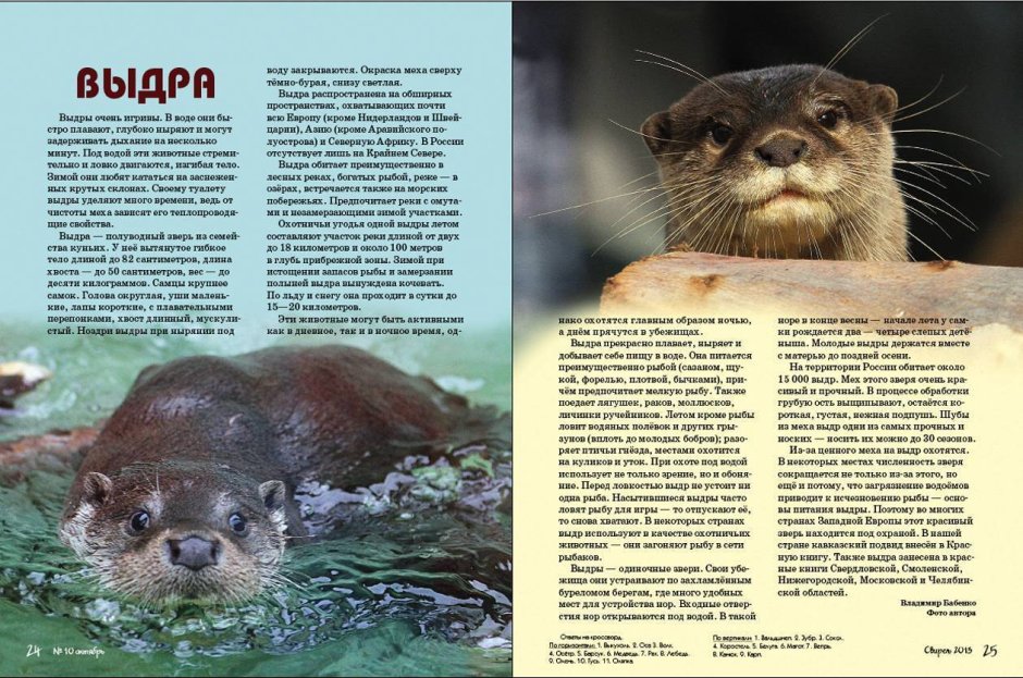 Речная выдра красная книга