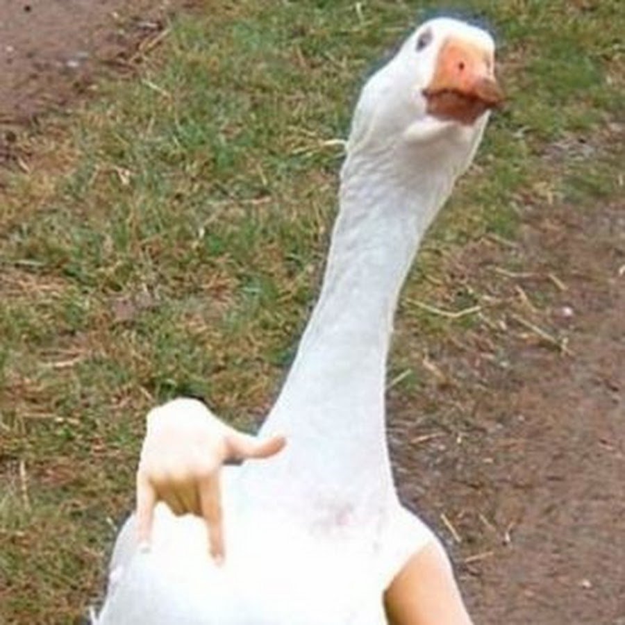 Четкий Гусь