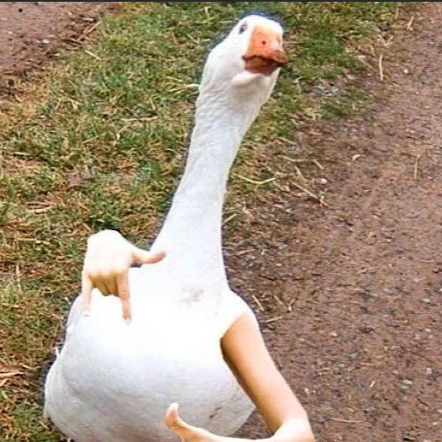 Поза гуся