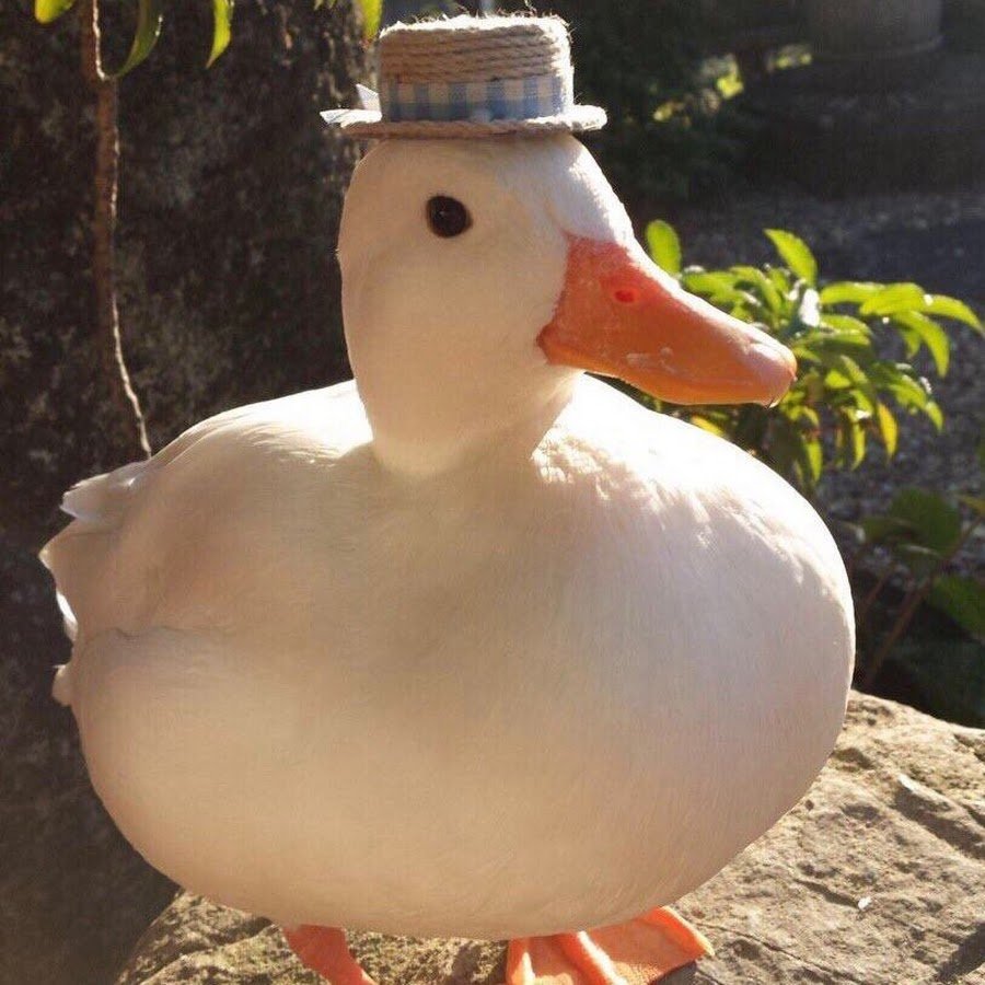 Утка в шляпке