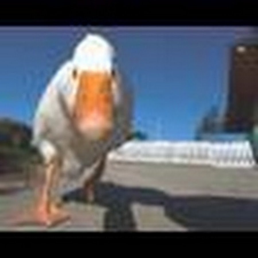 Смешной Гусь на аву