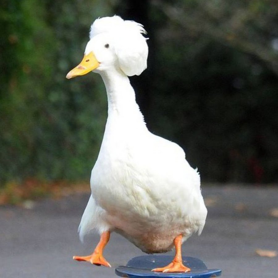 Смешная утка