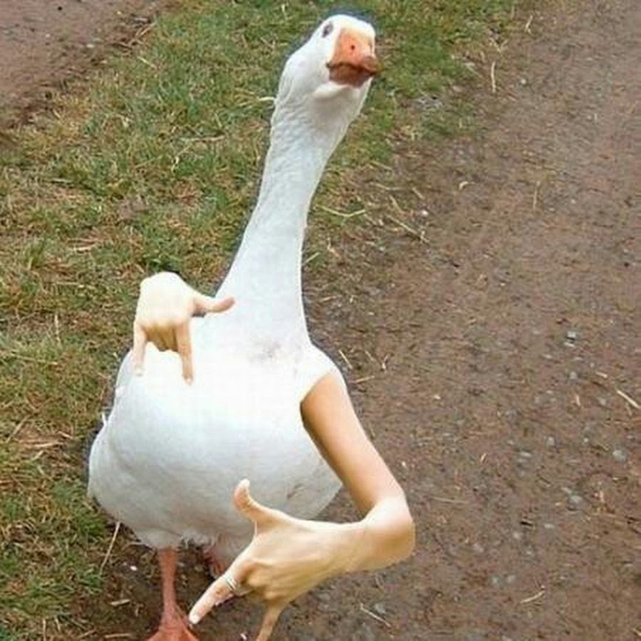 Гусь на единороге