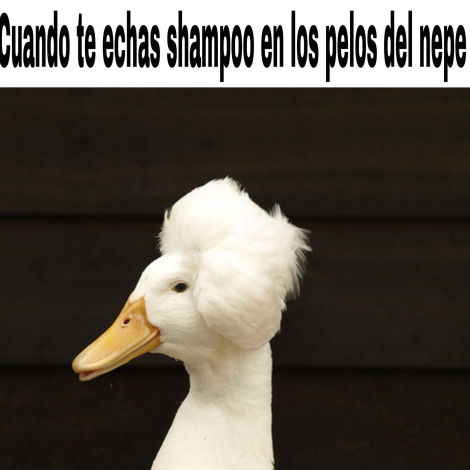 Тупой Гусь прикол