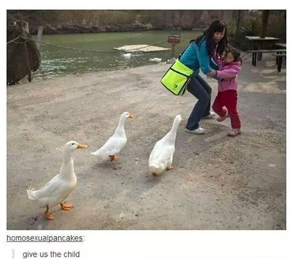 Гуси хуюси фото