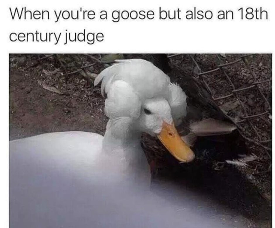 Смешной Гусь за стеной