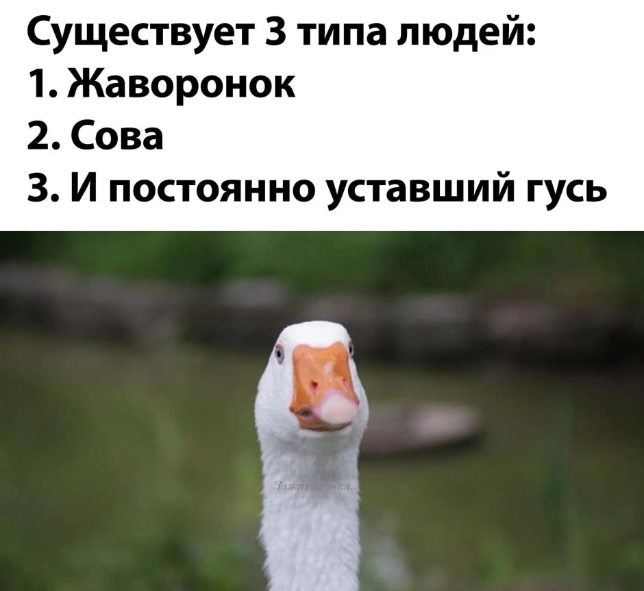 Гусь улыбается