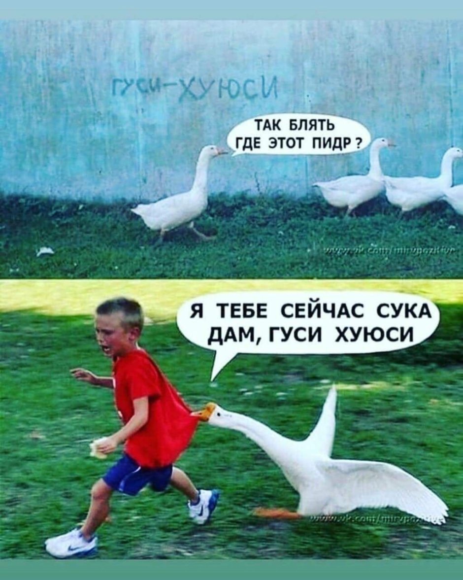 Гуси хуюси