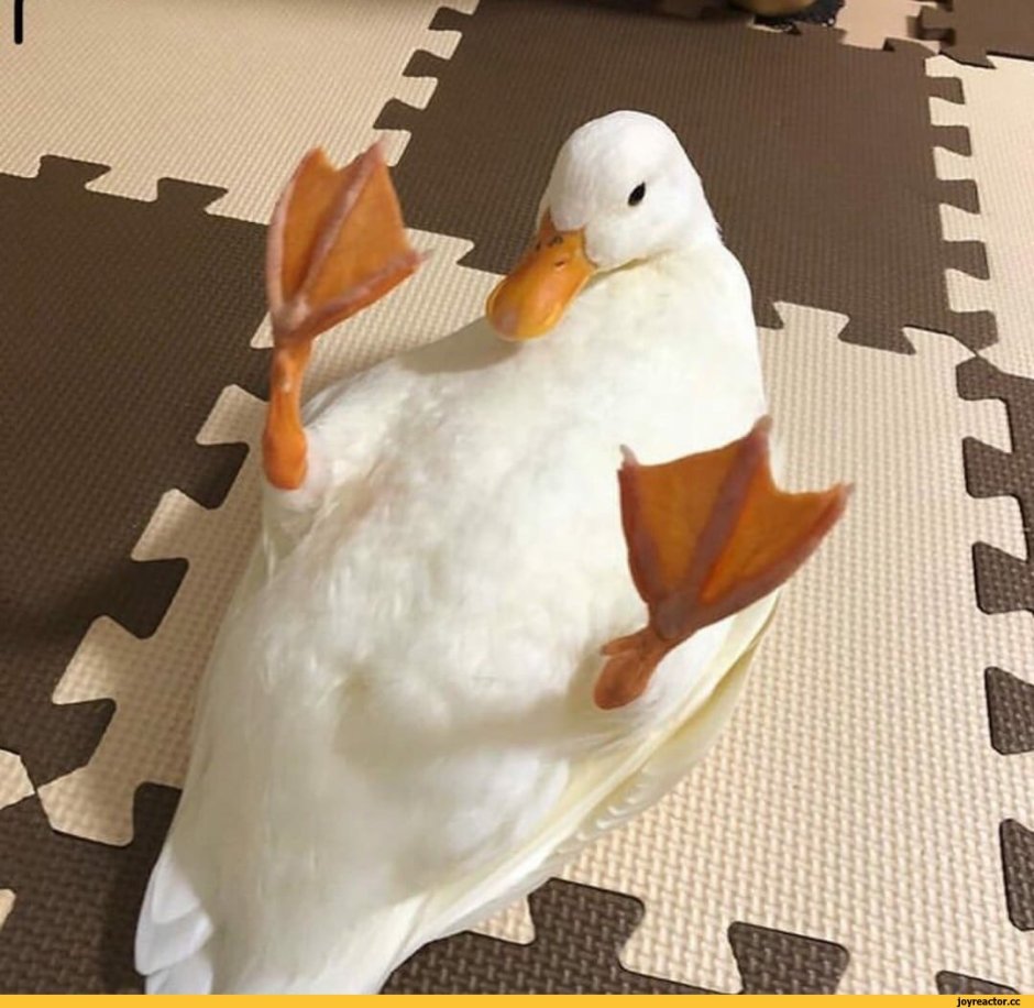 Гусь Эстетика