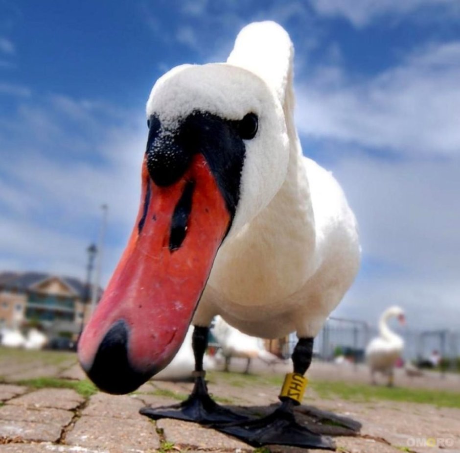 Веселые гуси