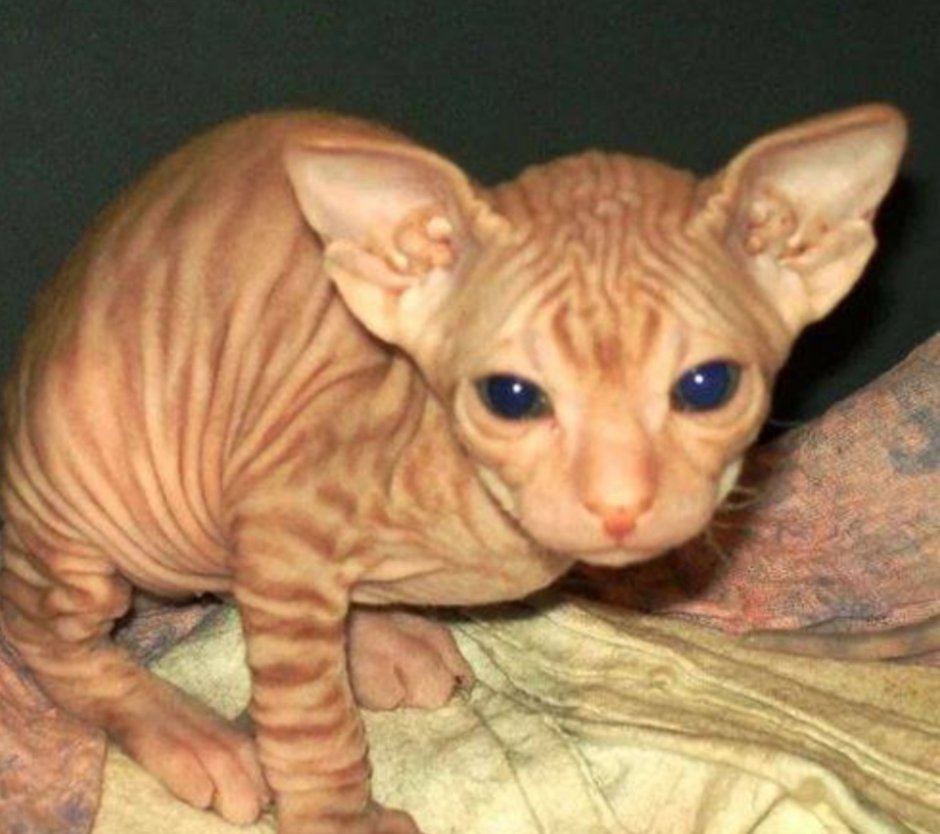 Кот Портос сфинкс