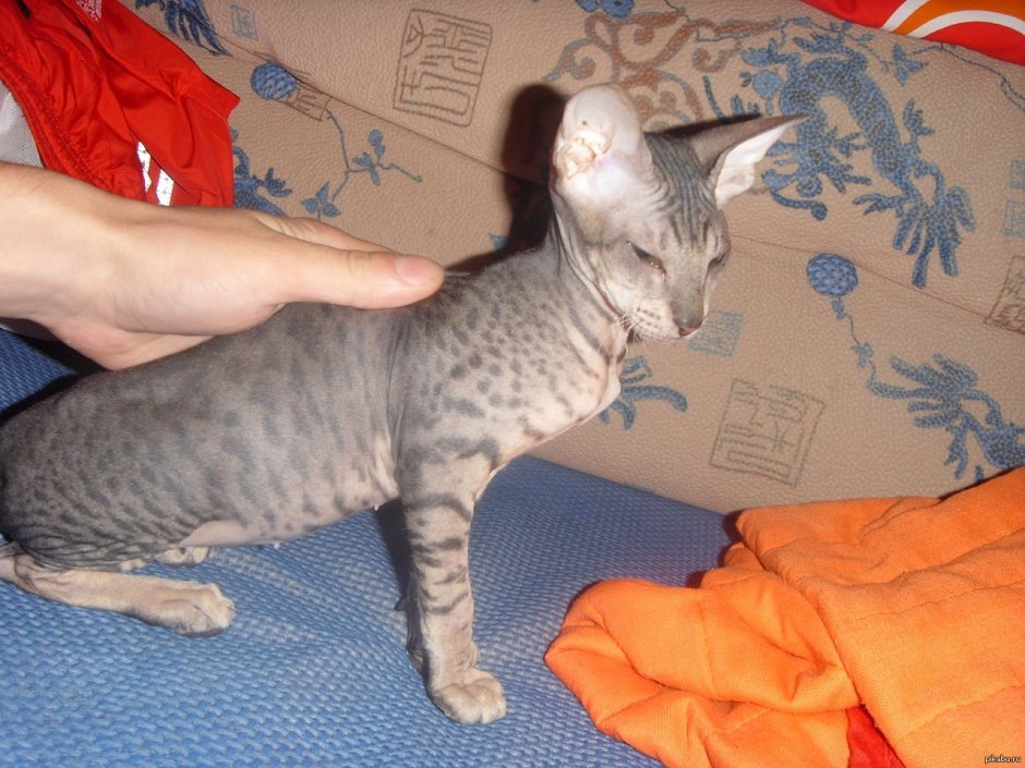 Дальневосточный сфинкс кот