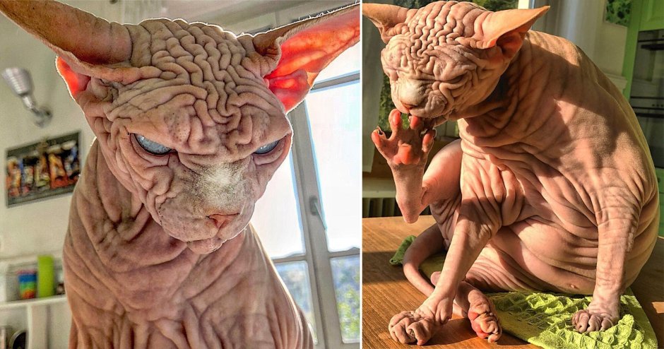 Бенгальская кошка