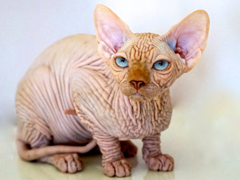 Black tabby сфинкс